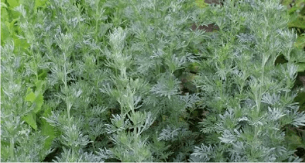 Wormwood od parazita